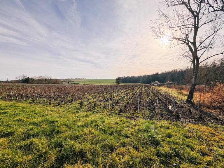 Une parcelle de paradis entre vignes et nature — photo 1