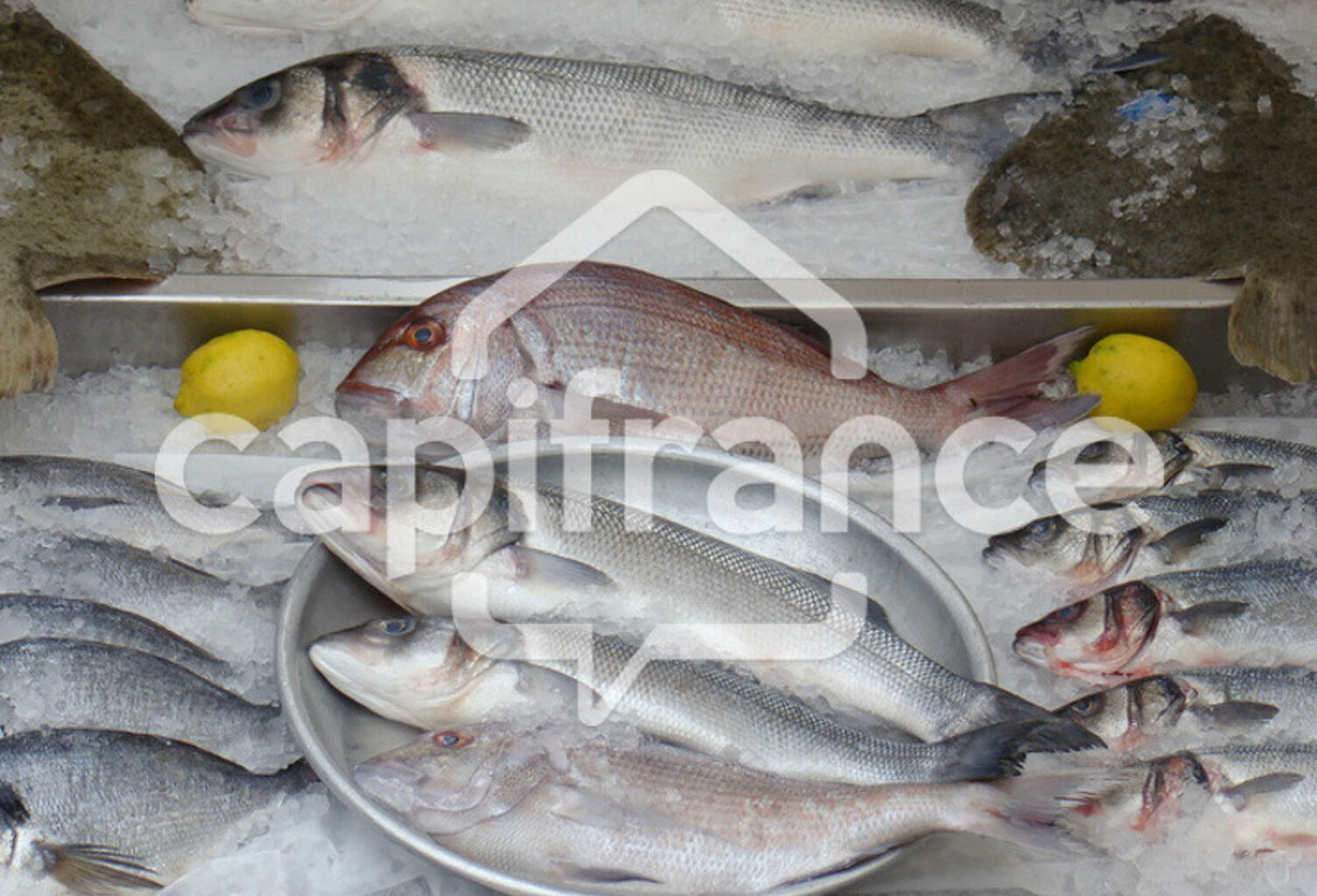 FINISTERE SUD (29) POISSONNERIE AMBULANTE 4 MARCHES HEBDO — photo 1