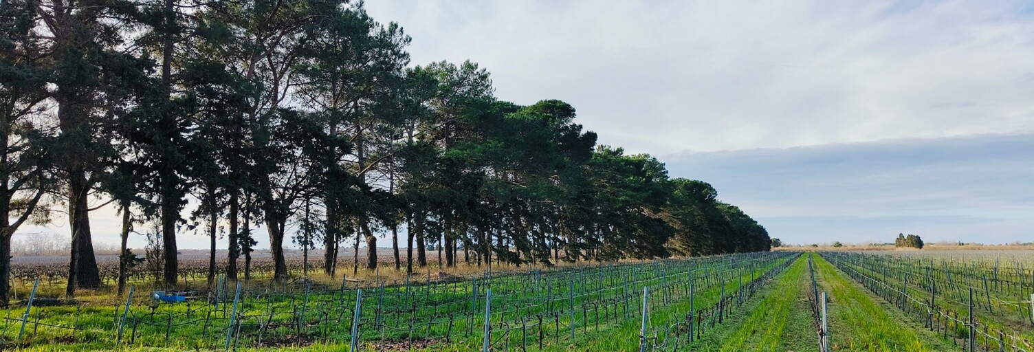 Terrain  1140000 m² à vendre à Le Grau-du-Roi (30240)