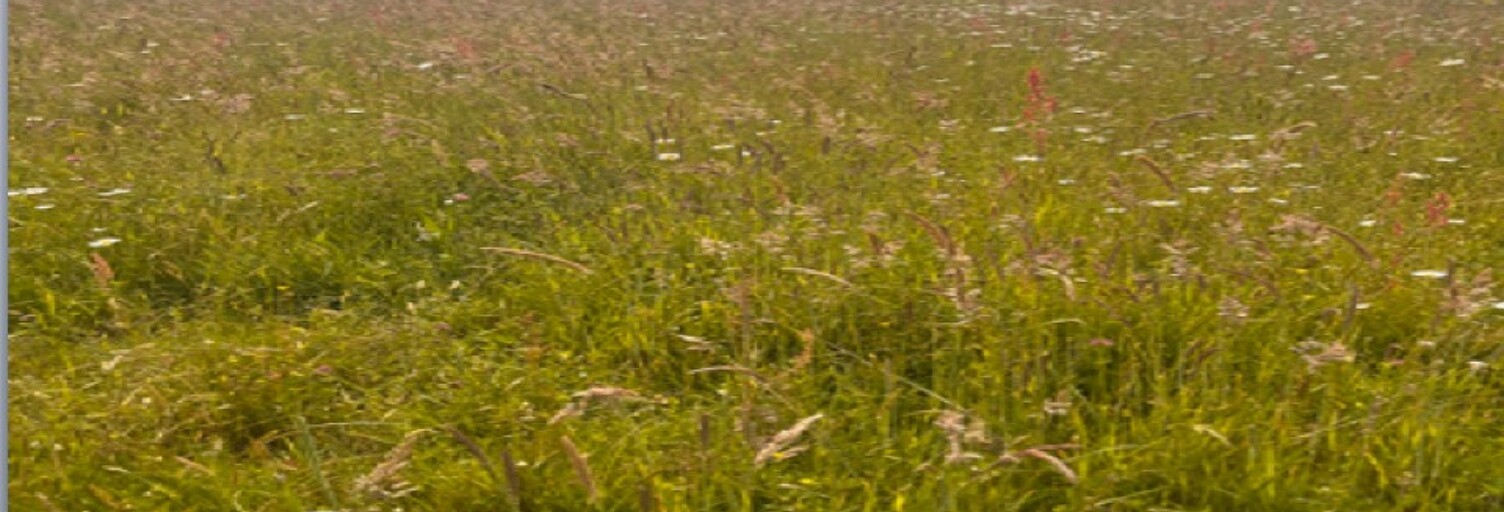 Terrain  800 m² à vendre à Capian (33550)