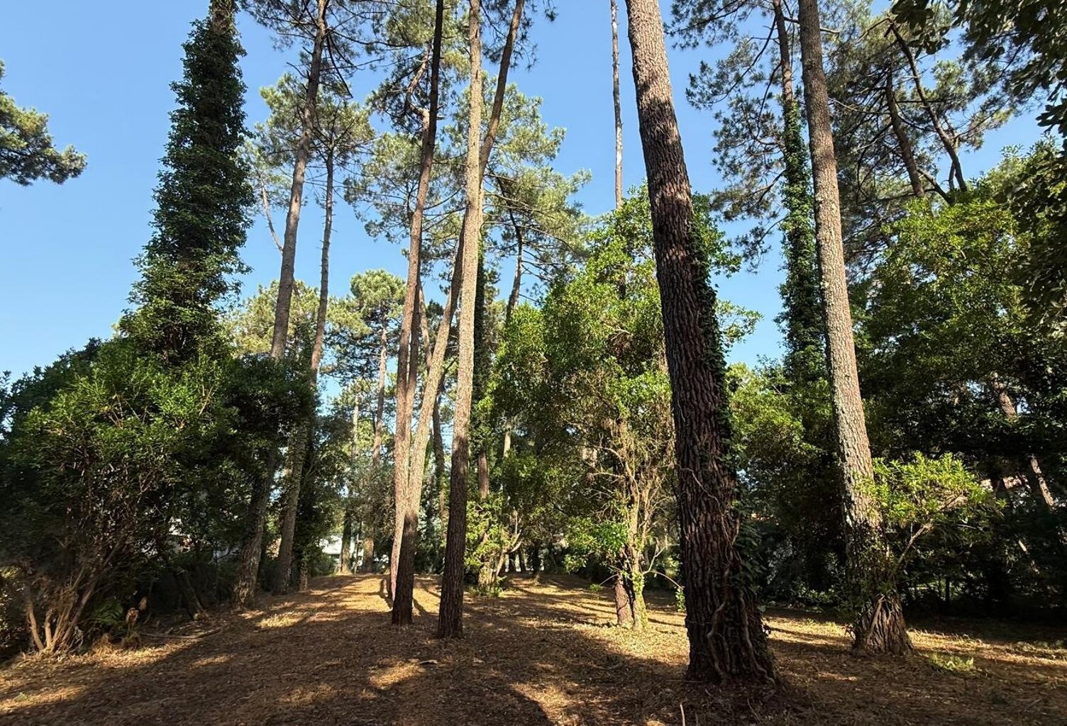 Terrain — photo 1