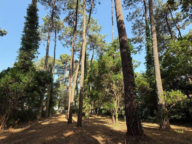 Terrain — photo 1
