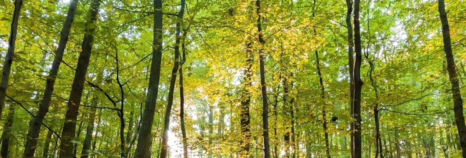 Terrain  2525 m² à vendre à Ceaucé (61330)