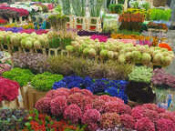 BASTIA : vente FDC GROSSISTE FLEURS ET PLANTES — photo 3