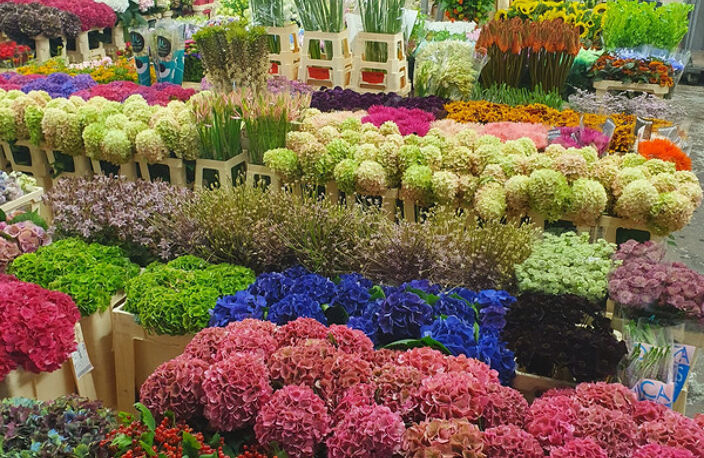 BASTIA : vente FDC GROSSISTE FLEURS ET PLANTES — photo 3