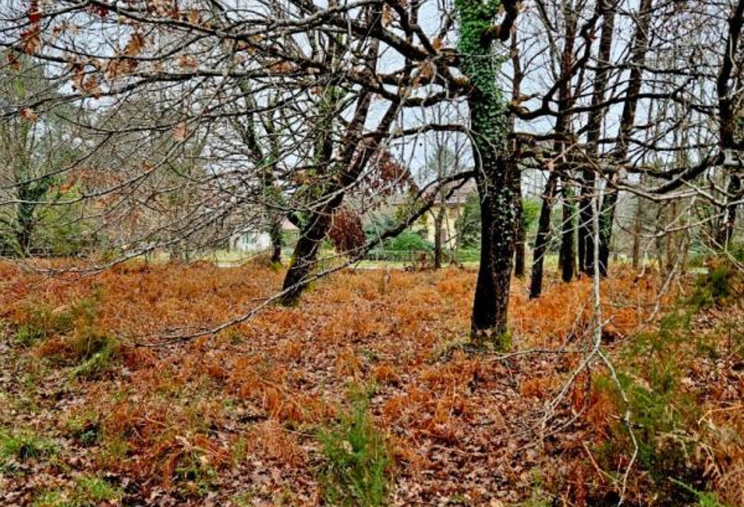 Terrain route de Contis — photo 1