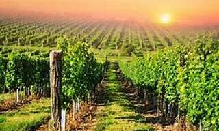 Appartement 2 Pièces 27 m² à vendre à Barr (67140)