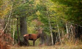 Commerce  880 m² à vendre à Lamotte-Beuvron (41600)