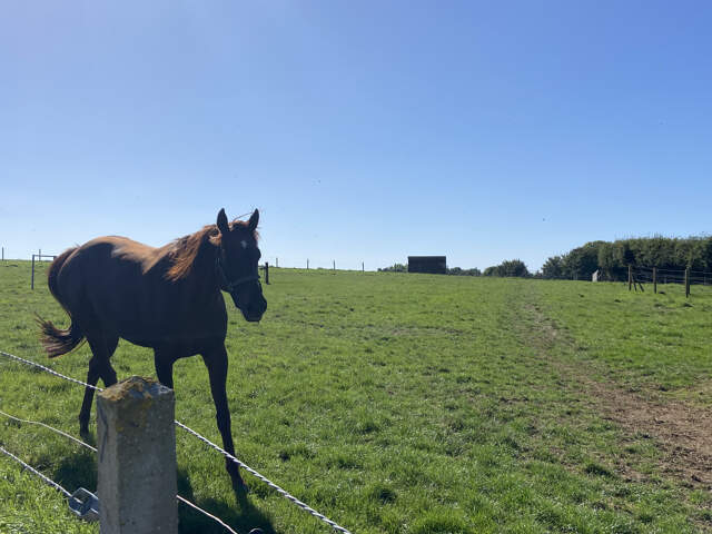 Centre équestre sur près de 6 hectares Secteur de Saint Pol — photo du bien
