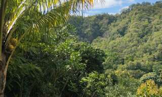 Terrain  1100 m² à vendre à Le Morne-Vert (97226)