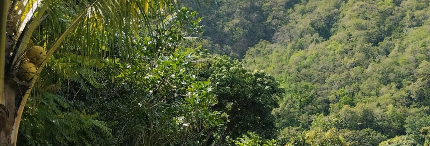 Terrain  1100 m² à vendre à Le Morne-Vert (97226)