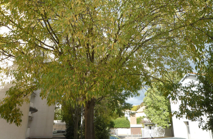 VENTE APPARTEMENT 1 PIECE MONTPELLIER ARCEAUX — photo 5