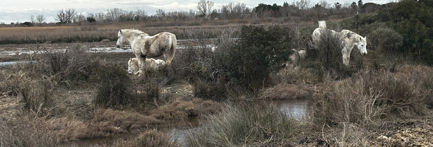 Appartement 1 Pièce 25 m² à vendre à Saintes-Maries-de-la-Mer (13460)