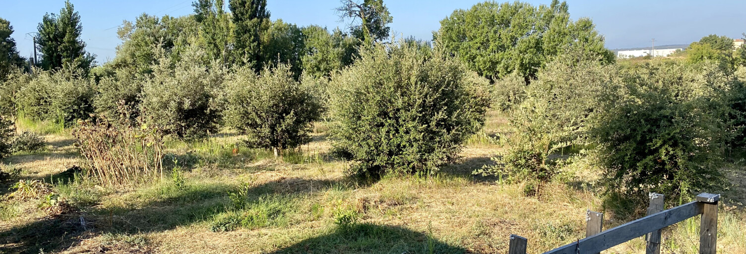 Terrain  6500 m² à vendre à Sainte-Cécile-les-Vignes (84290)