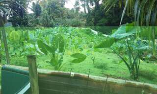 Terrain  500 m² à vendre à Gros-Morne (97213)