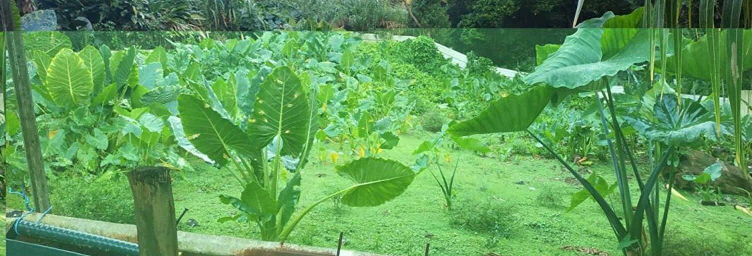 Terrain  500 m² à vendre à Gros-Morne (97213)