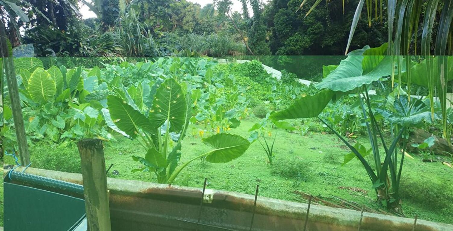 Terrain  500 m2 a vendre au gros -morne — photo 1