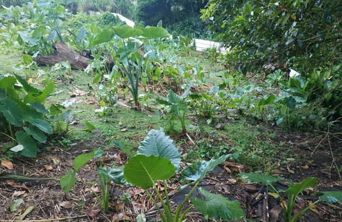 Terrain  500 m2 a vendre au gros -morne — photo 3