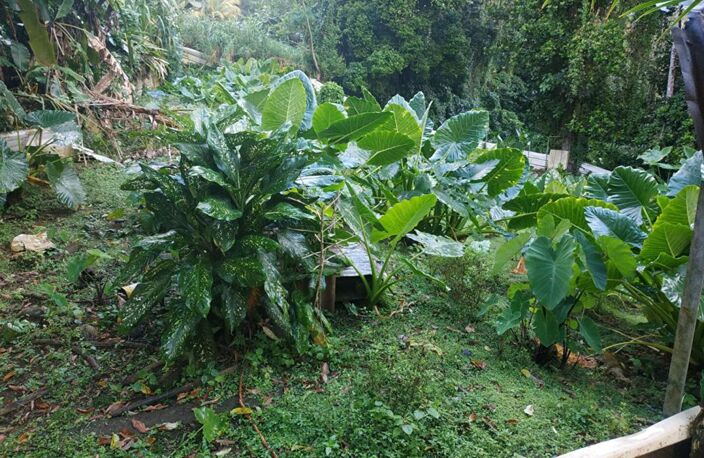 Terrain  500 m2 a vendre au gros -morne — photo 4