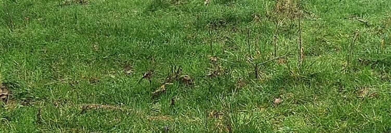 Terrain  1636 m² à vendre à Saint-Martin-de-Saint-Maixent (79400)