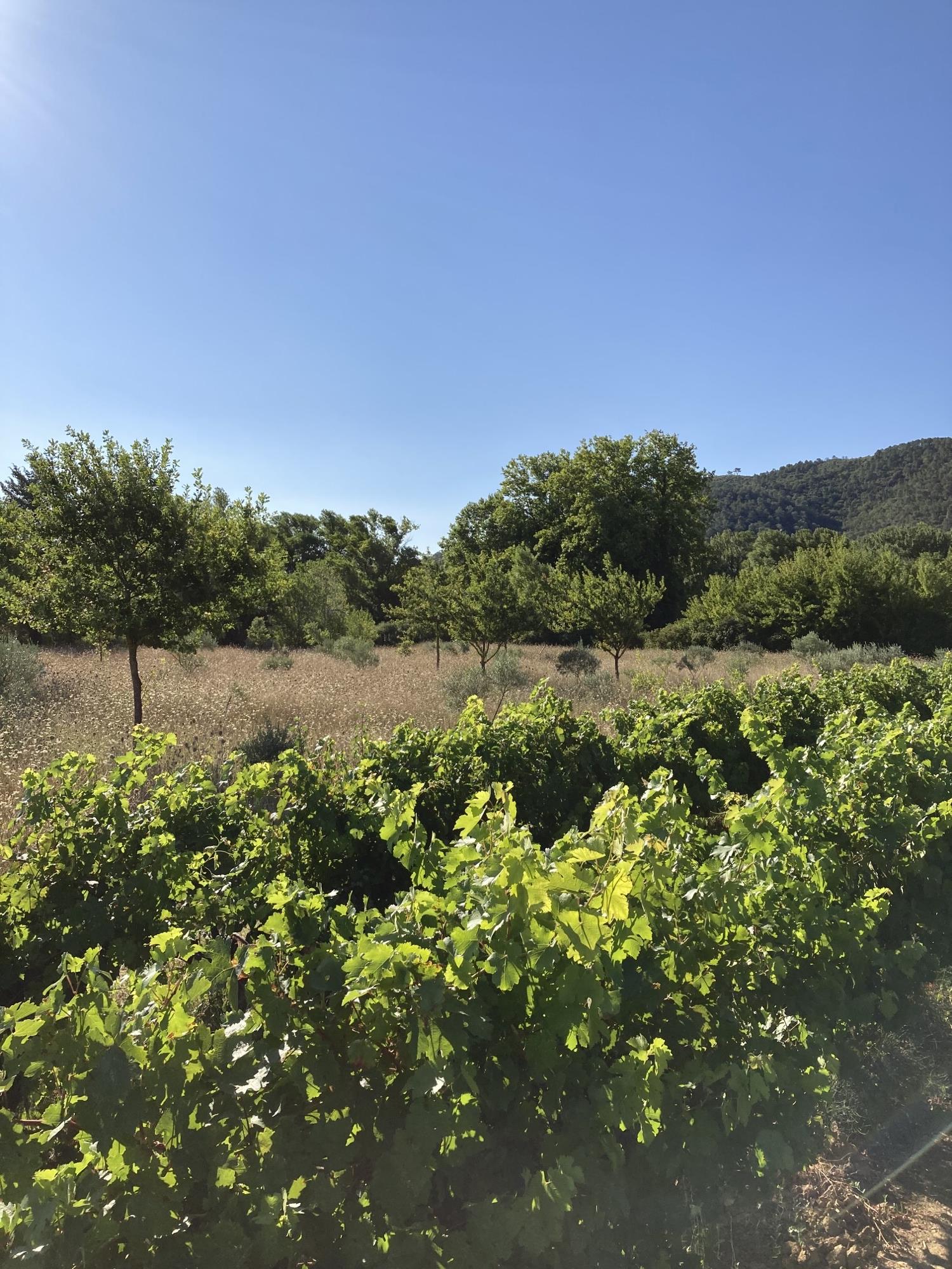 Terrain  à vendre Brignoles 83170