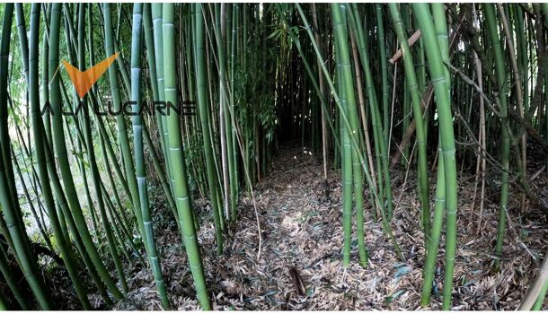 Villa / Maison 4 pièces  à vendre Bachellerie (La) 24210