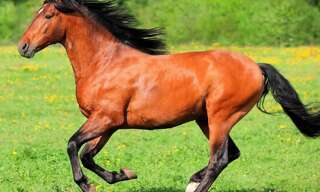 Maison 15 Pièces 454 m² à vendre à Montauban (82000)