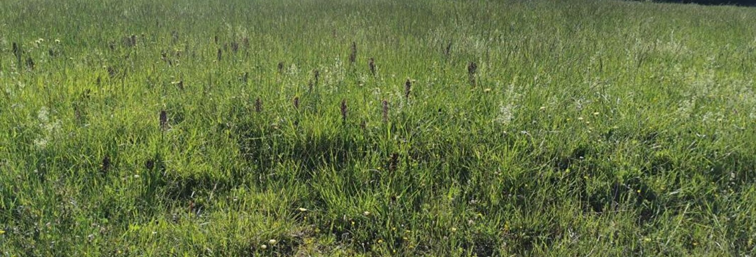 Terrain  747 m² à vendre à Beaumont-sur-Lèze (31870)