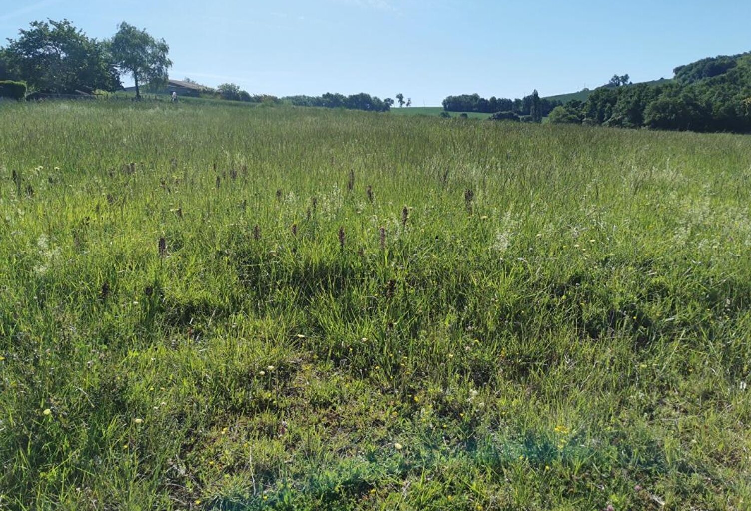 Terrain Beaumont-sur-Lèze 747 m² - Lot 1 — photo 1