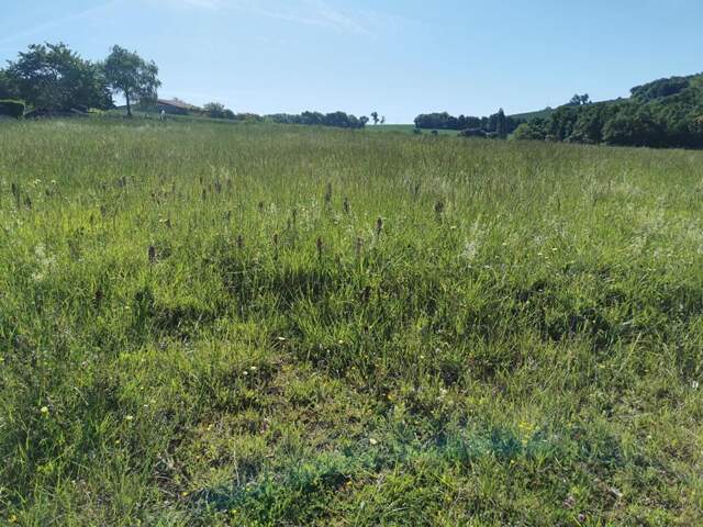 Terrain Beaumont-sur-Lèze 747 m² - Lot 1 — photo du bien