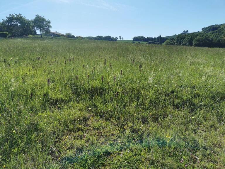 Terrain Beaumont-sur-Lèze 747 m² - Lot 1 — photo 1