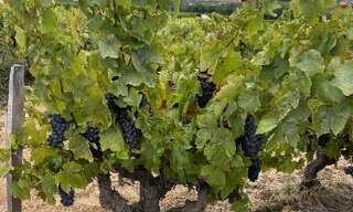 Maison  1180 m² à vendre à Pruzilly (71570)