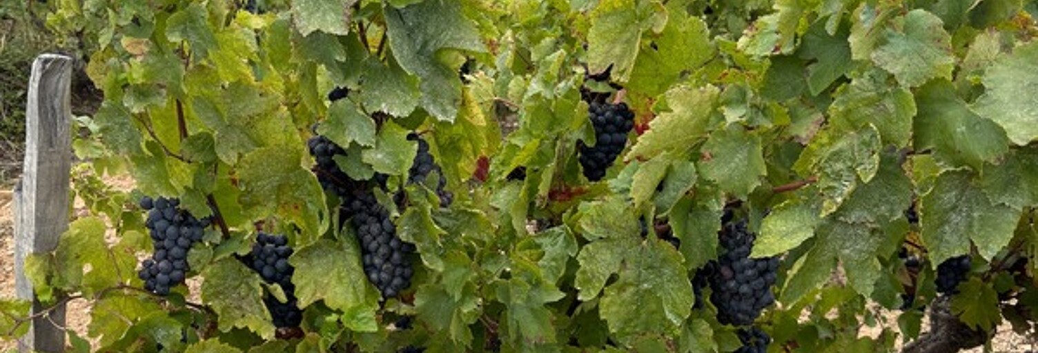 Local industriel  1180 m² à vendre à Pruzilly (71570)