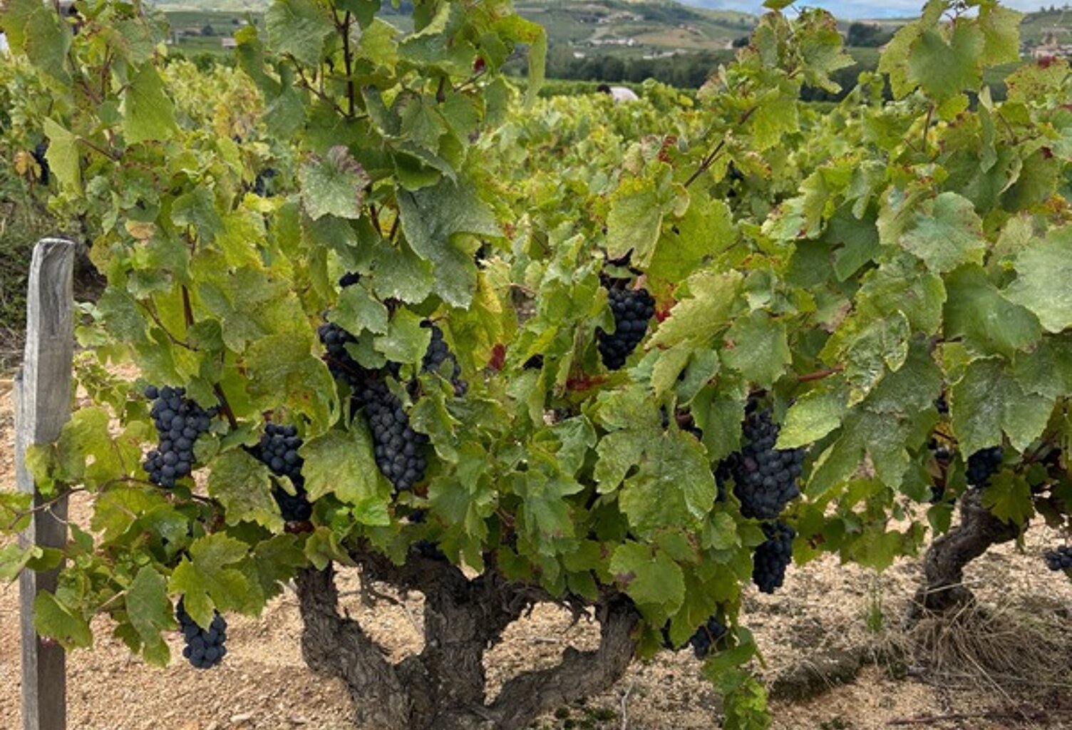 A vendre- Parcelle viticole en CRU  BEAUJOLAIS- VILLAGES  PRUZILLY (71) — photo 1