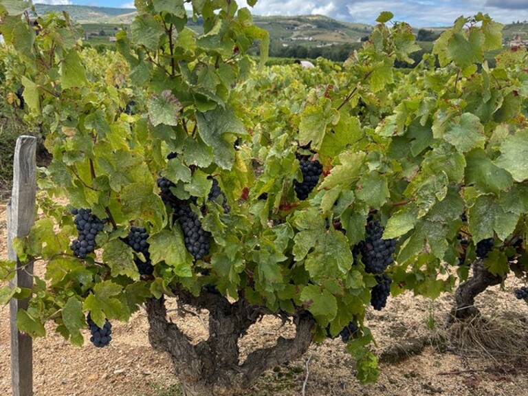 A vendre- Parcelle viticole en CRU  BEAUJOLAIS- VILLAGES  PRUZILLY (71) — photo 1