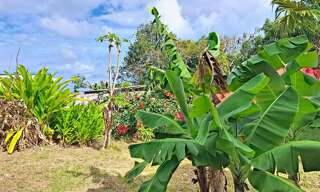 Maison 4 Pièces 115 m² à louer à Sainte-Anne (97180)