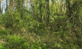 Maison  2500 m² à vendre à Le Champ-Saint-Père (85540)