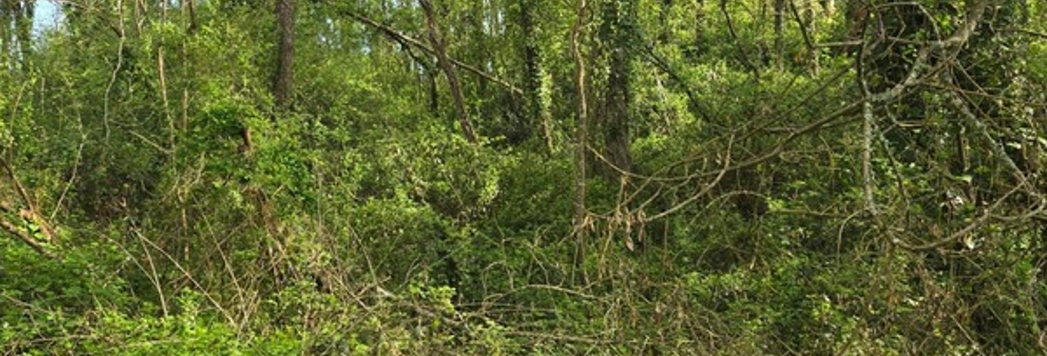 Maison  2500 m² à vendre à Le Champ-Saint-Père (85540)