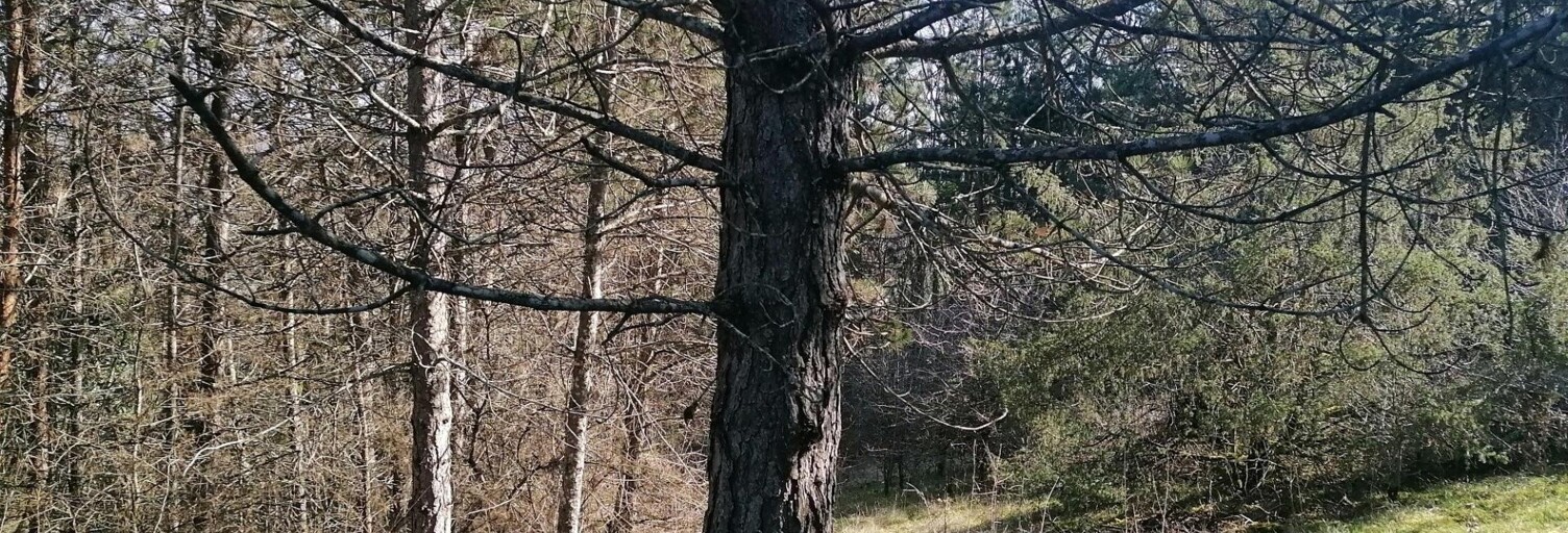 Terrain  13903 m² à vendre à Marey-sur-Tille (21120)