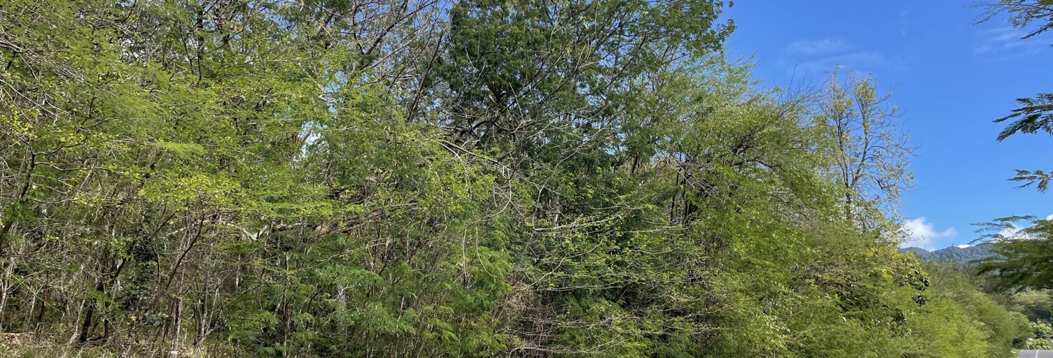 Terrain  10682 m² à vendre à Deshaies (97126)