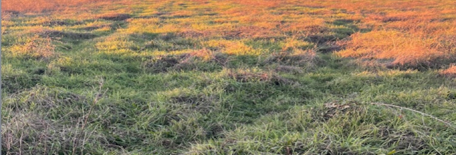 Terrain  1550 m² à vendre à Cérons (33720)