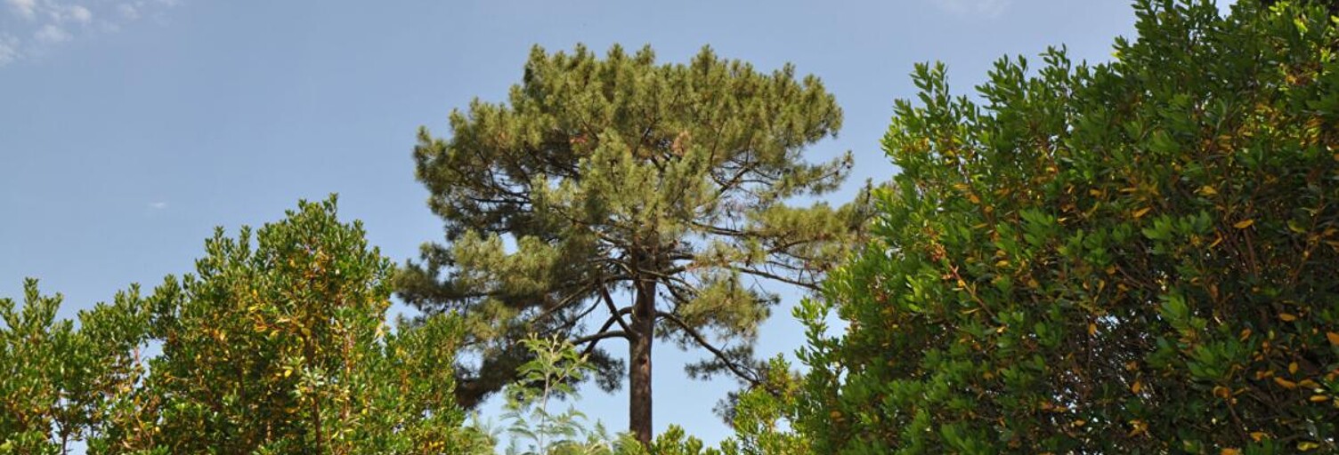 Maison 5 Pièces 140 m² à vendre à Arcachon (33120)