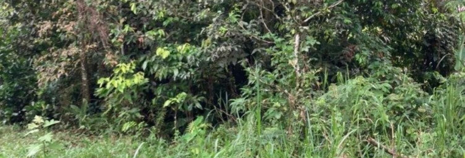 Terrain  5000 m² à vendre à Le Lamentin (97232)