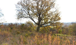 Terrain  1954 m² à vendre à Giroussens (81500)