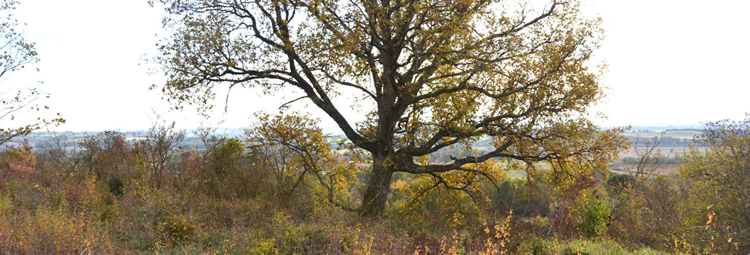 Terrain  1954 m² à vendre à Giroussens (81500)