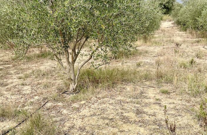 Terrain agricole 4416m² — photo 4