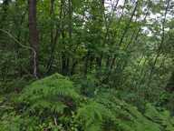 MEYRANNES (30) A vendre terrain d'une superficie de 9849m2 dont 868m2 à bâtir borné récemment et châtaigneraie — photo 3