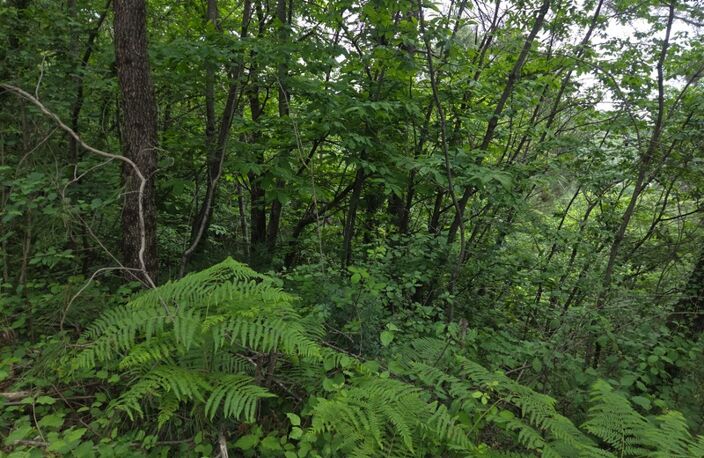 MEYRANNES (30) A vendre terrain d'une superficie de 9849m2 dont 868m2 à bâtir borné récemment et châtaigneraie — photo 3