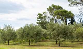 Terrain 700 m² à construire Brignoles (83170)