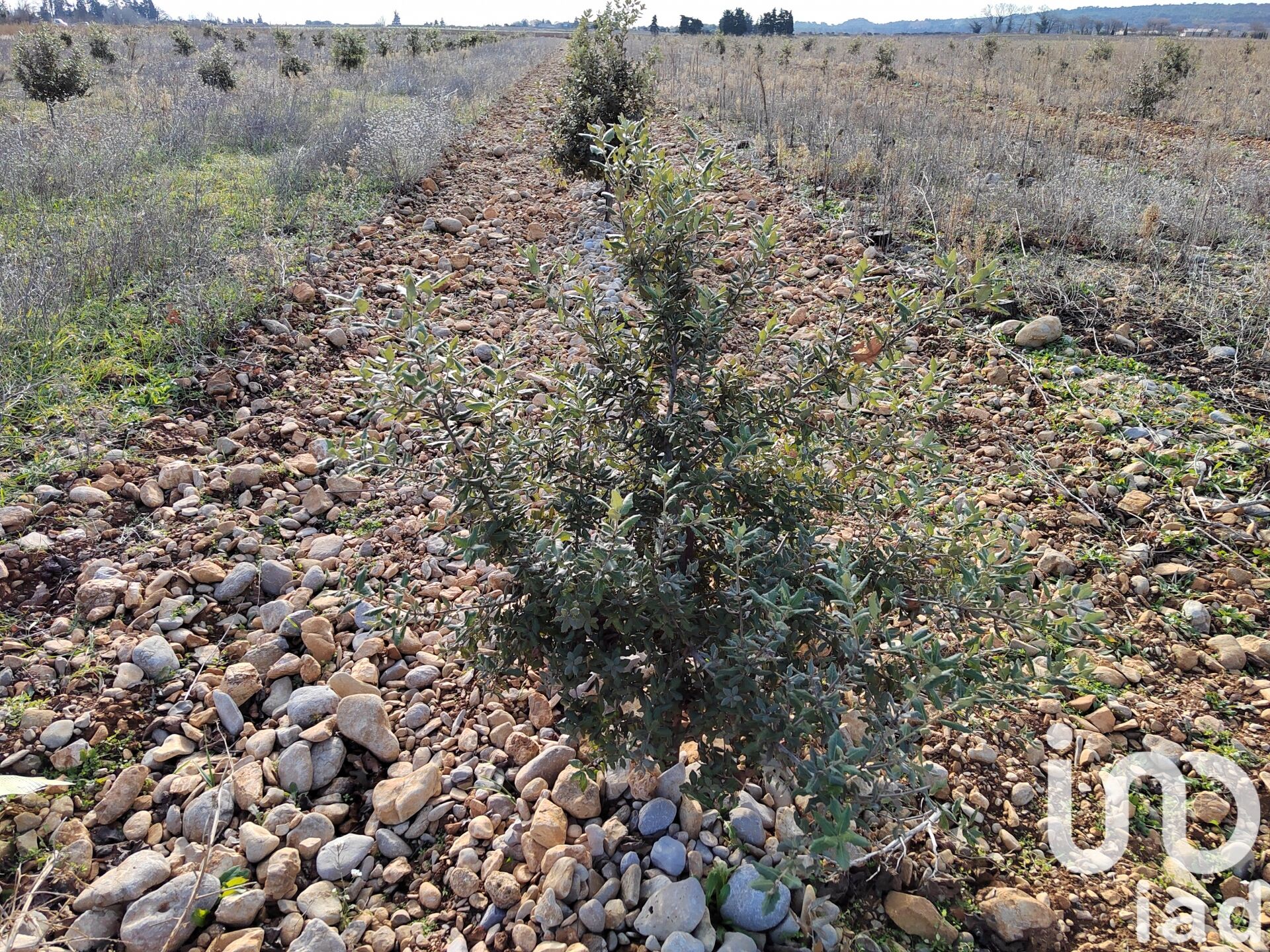 Ste-Cecile-Les-Vignes - 4952m²